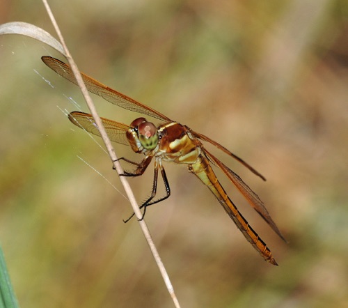 Male
2009_07_12_FL